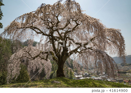 村を見守る一本桜 村を見守る一本桜 41614900