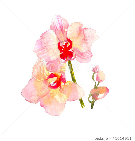 Hand drawn watercolor illustration of tender orange orchid branch isolated on the white background Hand drawn watercolor illustration of tender orange orchid branch isolated on the white background 41614911