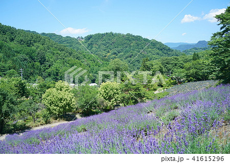 ラベンダーガーデン夢農場 池田町 ラベンダーガーデン夢農場 池田町 41615296