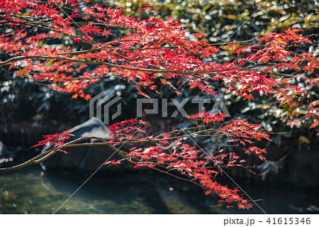 【六義園 紅葉】 【六義園 紅葉】 41615346