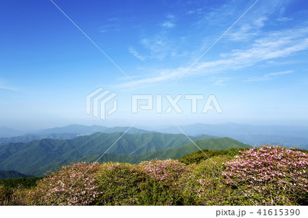 風景 ツツジ 日没 41615390