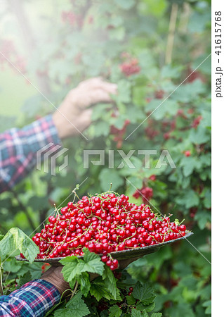 Farmer in arden holding plate of red currants. 41615768