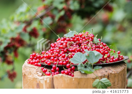 Plate full of red currants in garden on old wood. 41615773