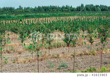 young cherry orchard. rows of young trees , summer. young cherry orchard. rows of young trees , summer. 41615903