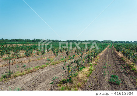 young cherry orchard. rows of young trees , summer. young cherry orchard. rows of young trees , summer. 41615904
