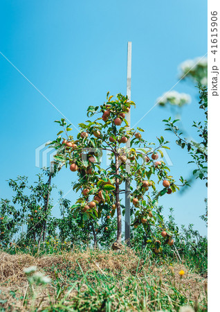 Summer harvest of apples. Young apple orchard, rows of trees Summer harvest of apples. Young apple orchard, rows of trees 41615906