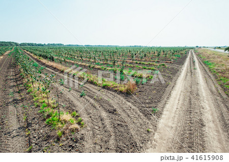 young cherry orchard. rows of young trees , summer. young cherry orchard. rows of young trees , summer. 41615908