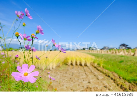 秋の農村風景 41615939