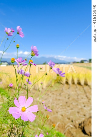 秋の農村風景 41615940
