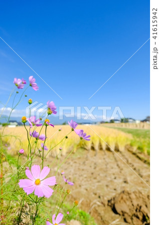 秋の農村風景 41615942