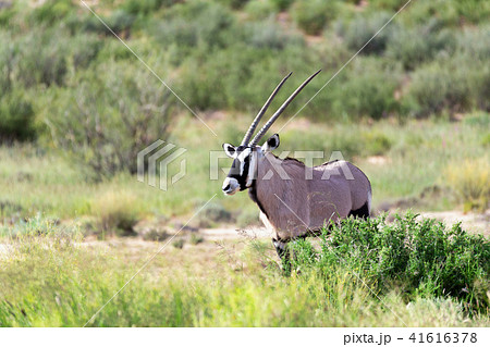 Gemsbok, Oryx gazella in Kalahari Gemsbok, Oryx gazella in Kalahari 41616378