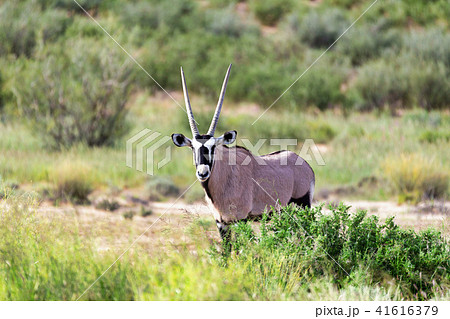 Gemsbok, Oryx gazella in Kalahari Gemsbok, Oryx gazella in Kalahari 41616379