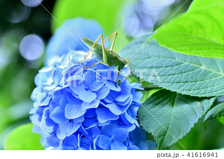 紫陽花とバッタ 41616941
