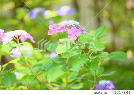 ピンクガクアジサイの花 ピンクガクアジサイの花 41617341