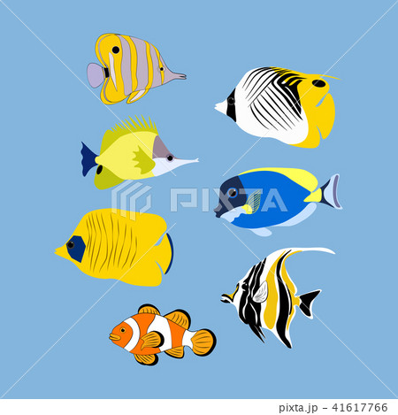 Coral tropic fish 41617766