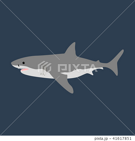 Shark vector illustration 41617851