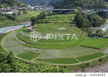 あらぎ島の棚田 あらぎ島の棚田 41618463