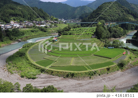 あらぎ島の棚田 あらぎ島の棚田 41618511