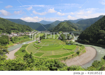 あらぎ島の棚田 41618522