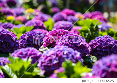 台湾 花期 紫陽花 41618525