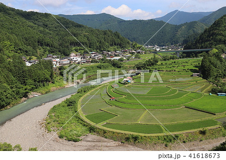 あらぎ島の棚田 41618673