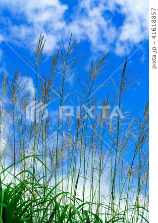 風景物語 白川郷 風景物語 白川郷 41618857