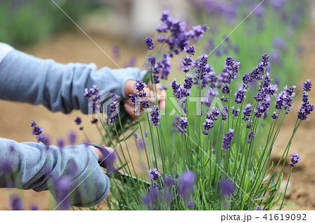 青山高原ハーブガーデン 青山高原ハーブガーデン 41619092
