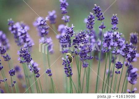 青山高原ハーブガーデンの写真素材