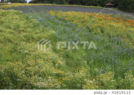 青山高原ハーブガーデン 41619113