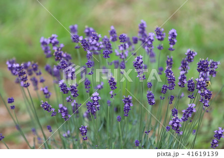 青山高原ハーブガーデンの写真素材