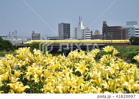 庄内川　新幹線とゆり 41620097