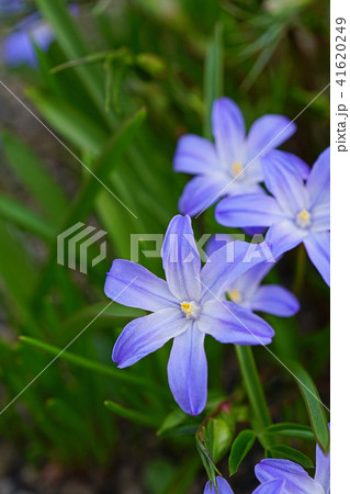 鮮やかな青紫色のチオノドクサ 41620249