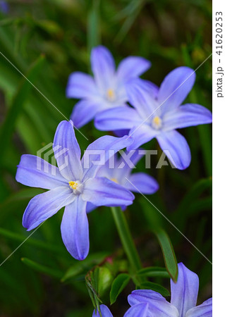 鮮やかな青紫色のチオノドクサ 41620253
