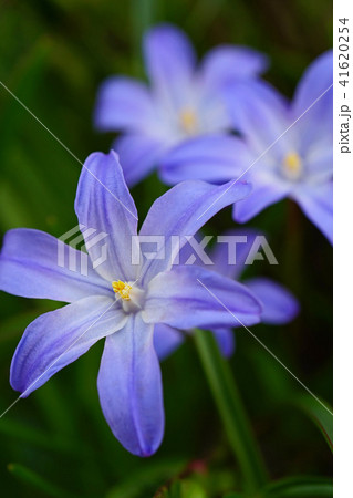 鮮やかな青紫色のチオノドクサ 41620254