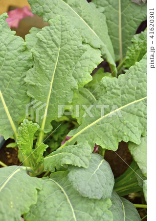 ケールトスカーノ 41620301