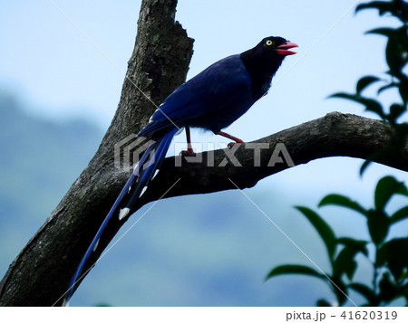 台湾 鳥 鳥綱 41620319