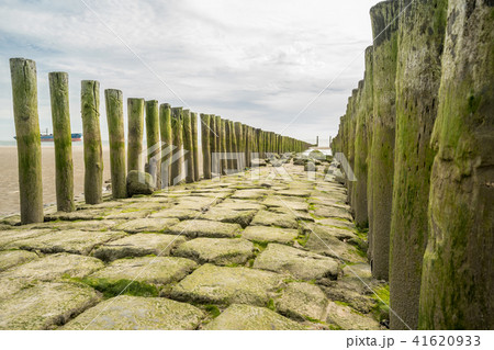 wooden poles in the sea wooden poles in the sea 41620933