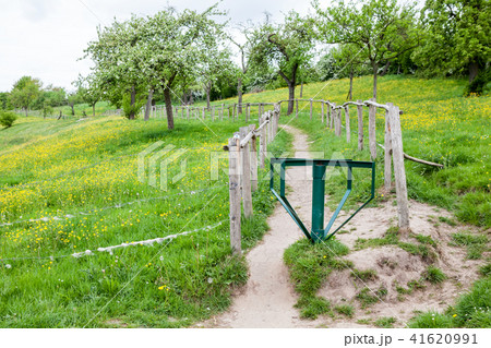 pasture among the fruit trees 41620991