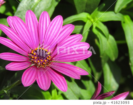 4 5月の春に咲く 紫色の花 キク科の宿根草オステオスペルマム の写真素材
