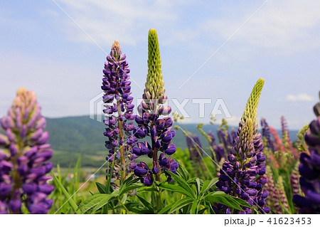 ルピナスの群生・新城町 41623453