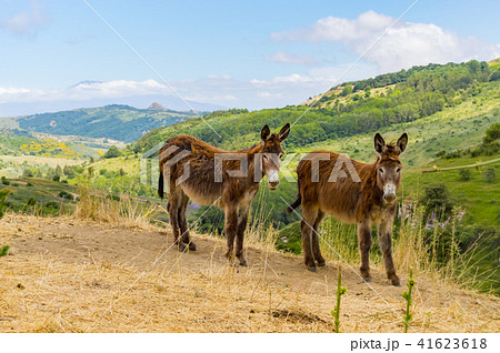 Two donkeys on a mound in a meadow 41623618
