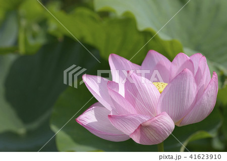 ハスの花　古代ハス　大賀ハス 41623910