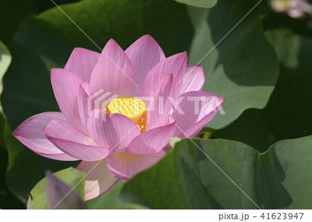 ハスの花 古代ハス 大賀ハス ハスの花 古代ハス 大賀ハス 41623947