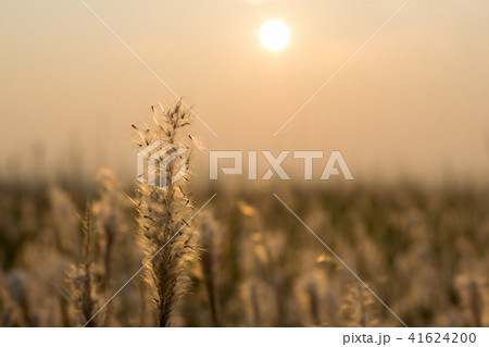 風景 夕焼け 夕日 41624200