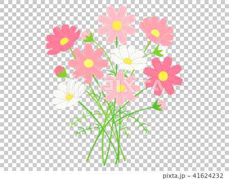 コスモス3 41624232