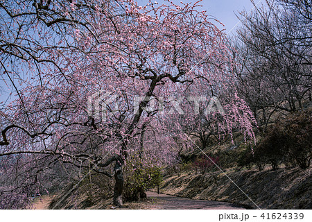 津山市神代梅の里公園 41624339