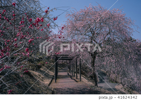 津山市神代梅の里公園 41624342