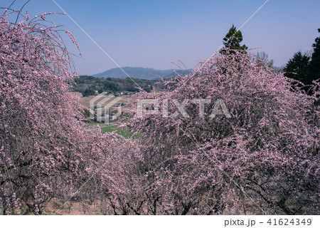津山市神代梅の里公園 津山市神代梅の里公園 41624349