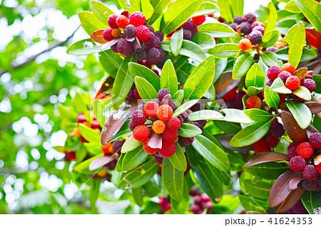 ヤマモモの木に赤い実が生るの写真素材
