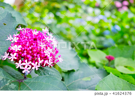 ボタンクサギの花 41624376